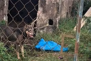 Con chó cắn chị N. (Ảnh: CTV)