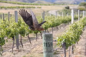 Chim săn mồi đang là giải pháp bảo vệ vườn tược được quan tâm nhất.