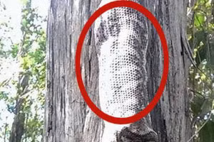 Ngồi dưới gốc cây nghe tiếng động lạ, người phụ nữ kinh sợ khi ngước lên nhìn