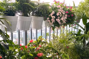 Cộng đồng mạng thi nhau kể chuyện cây xanh và chiến dịch ý nghĩa