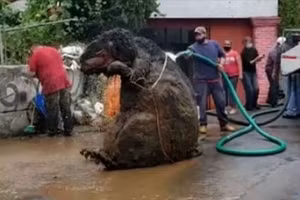 Kinh hoàng phát hiện "chuột khổng lồ" bên trong đường ống nước thải.