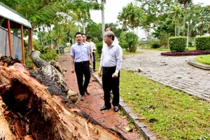 Chủ tịch UBND tỉnh yêu cầu sớm thu dọn, xử lý những cây xanh bị hư hại bởi bão số 5.