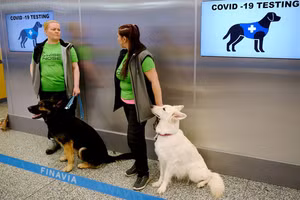 Phần Lan: Sân bay Helsinki sử dụng chó đánh hơi người mắc Covid-19