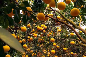 Bưởi Diễn 5 nghìn đồng/quả, đầu mùa loạn giá coi chừng dính lừa