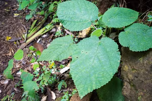  Lá cây Gympie-Gympie có hình trái tim. Ảnh: Techexplorist