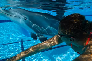 Một ngày nào đó, những chú cá robot sẽ thay thế sinh vật biển bị giam cầm trong thủy cung.
