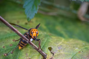 Ong bắp cày khổng lồ châu Á có nọc độc cực mạnh.