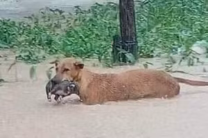 Chú chó mẹ tha con chạy lũ bây giờ ra sao?