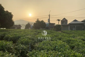 Hình ảnh đồi chè Tân Cương đang vào mùa chuẩn bị thu hoạch