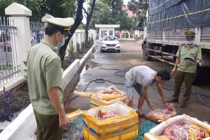 Số thịt lợn bốc mùi hôi thối được chở từ Quảng Ngãi vào Đắk Lắk tiêu thụ.