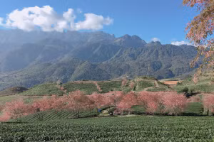 Hoa mai anh đào nở rộ giữa cao nguyên chè Ô Long.