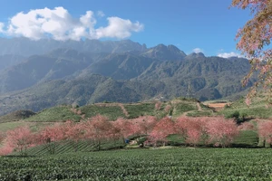 Hoa mai anh đào nở rộ giữa cao nguyên chè Ô Long.