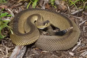 Hình ảnh con rắn đuôi chuông đột biến cực hiếm.