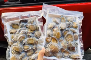 Bào ngư Hàn Quốc đông lạnh có giá khá rẻ. (Ảnh: Hải sản tươi sạch 247).