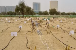 Đất sa mạc đang được cải tạo bằng đất sét nano lỏng trước khi có thể trồng cây.