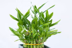 5 loại cây dễ chăm dễ trồng lại tốt cho phong thủy