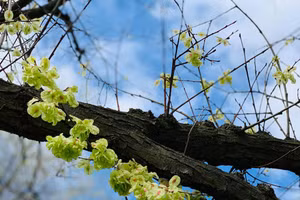 Cô dâu xinh đẹp biến mất trước ngày cưới, chú rể suy sụp