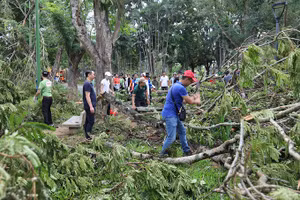 Người dân tham gia dọn dẹp cây xanh trên đường dọc sông Hương. Ảnh: Võ Thạnh.