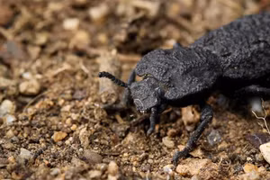 Loại bọ cánh cứng này có thể sống sót dù bị ô tô cán qua.