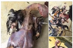 Hình ảnh dược chia sẻ trên mạng xã hội.