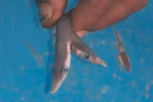 Con cá mập con đột biến 2 đầu được tìm thấy ở vùng biển phía tây Ấn Độ.