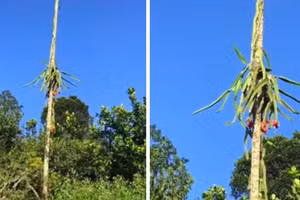 Chủ vườn khóc ròng nhìn thanh long ra quả kiểu... ngất ngưởng