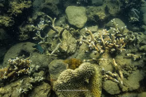 “Biệt đội” hồi sinh san hô 