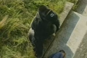 Cảnh khó tin sau khi bé trai 5 tuổi ngã vào chuồng khỉ đột bất tỉnh