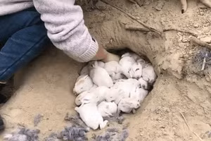 Cho tay vào lỗ hổng lớn trên ruộng, người phụ nữ kéo ra thứ không ngờ