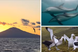 Quần đảo Tristan da Cunha, nơi có hệ động vật phong phú.