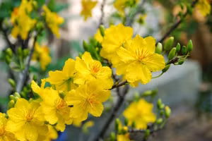 8 loại hoa vượng tài lộc nên đặt trên bàn thờ dịp cuối năm