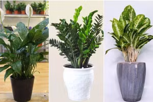 Loại cây phong thủy "hút tiền" thích hợp đăt trong phòng khách