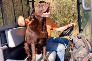 Chó bỗng nhiên sủa không ngừng trước miệng giếng, đến kiểm tra chủ nhân phát hiện ra "điều kỳ diệu" 