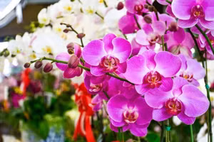 5 loài hoa phong thủy rực rỡ nên bày trong nhà để vận may tỏa sáng