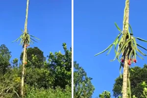 Chủ vườn khóc ròng nhìn thanh long ra quả kiểu... ngất ngưởng