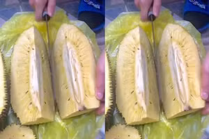 Cây mít không hạt 10 năm mới ra quả, vừa bổ ra bố ra lệnh chặt gấp