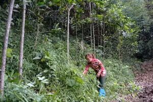 Chị Nông Thị Tám đang chăm sóc những cây keo của gia đình mình do Quỹ 1 triệu cây xanh cho Việt Nam và Vinamilk trao tặng