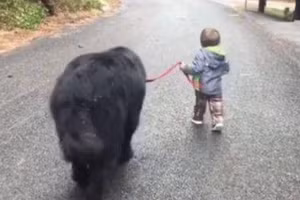 Chết cười cậu bé mẫu giáo rủ “anh trai” bỏ nhà ra đi vì giận mẹ