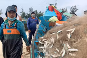 Ngư dân Quảng Bình phấn khởi vì được mùa cá trích vào những ngày cận tết.