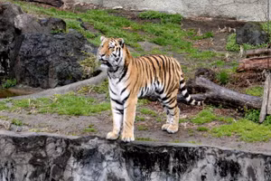 Đến nay, Ban quản lý Vườn Quốc gia Phong Nha - Kẻ Bàng đã chuẩn bị bản kế hoạch cụ thể nhằm bảo đảm việc tiếp nhận, vận chuyển và cứu hộ kịp thời, lâu dài 7 cá thể hổ nói trên (Ảnh: Minh Hoạ).