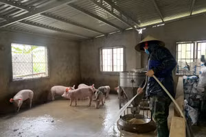 Nhiều hộ dân tại huyện Bố Trạch (Quảng Bình) đã xây dựng nhiều mô hình kinh tế và vươn lên thoát nghèo, ổn định cuộc sống từ nguồn vốn vay.