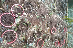 6 hộ dân bị trộm hơn 100 cây sâm Ngọc Linh.