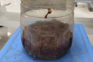 Bình rượu nghi ngâm với cà độc dược mà 2 người đàn ông uống trước khi bị ngộ độc.