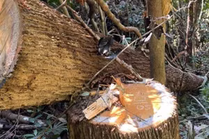 Một vụ phá rừng trên địa bàn tỉnh Kon Tum.