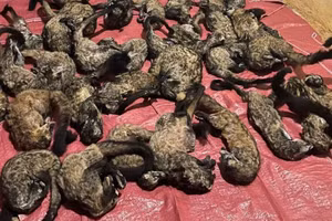 150 kg động vật rừng mà cơ quan chức năng phát hiện. Ảnh: Công an Gia Lai.