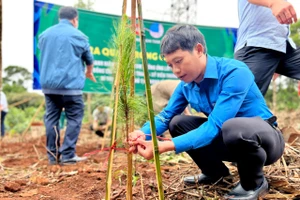 Lễ ra quân trồng Thông ba lá tạo cảnh quan tại tuyến đường tránh Đèo Măng Đen năm 2022.