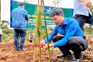 Lễ ra quân trồng Thông ba lá tạo cảnh quan tại tuyến đường tránh Đèo Măng Đen năm 2022.