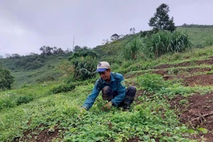 Người dân xã Đăk Trăm chuyển đổi từ trồng mì sang sâm dây.