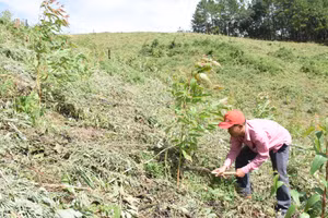 Nhờ đi học nghề, người dân mạnh dạn thay đổi cơ cấu cây trồng.