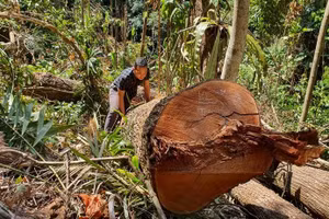 Gỗ bị chặt hạ tại tiểu khu 486.